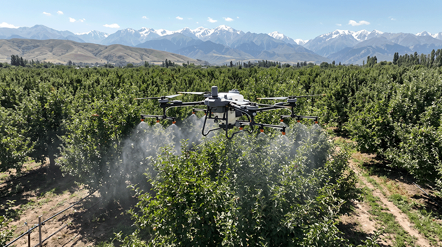 Опрыскивание крон деревьев DJI